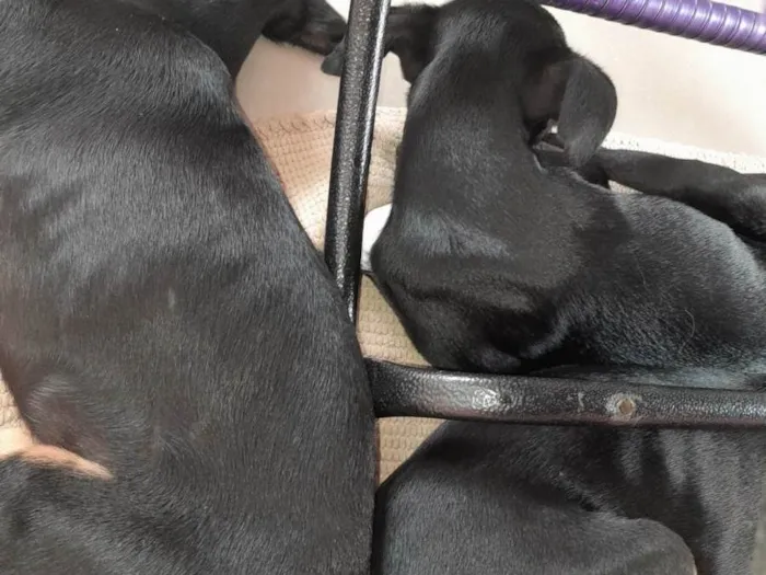 Cachorro ra a SRD-ViraLata idade 2 a 6 meses nome Não tem 