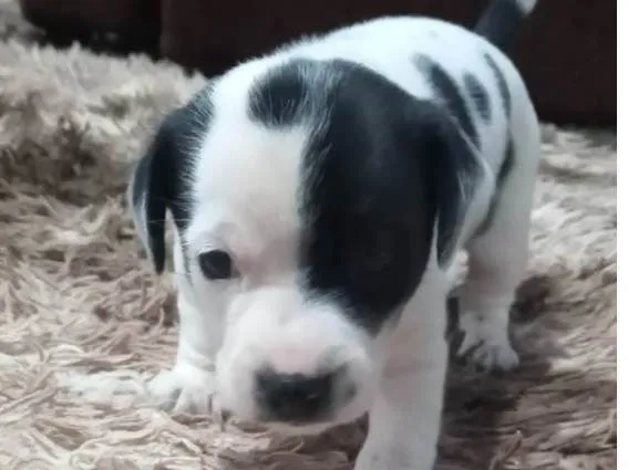 Cachorro ra a N sei a raça  idade  nome Duck