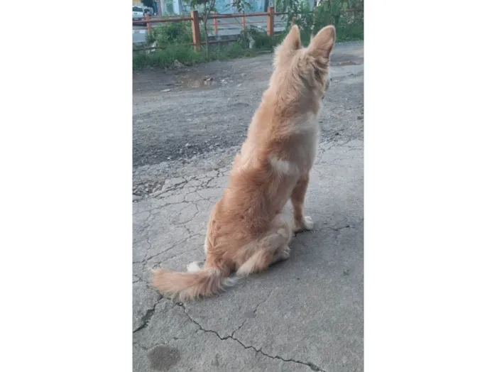 Cachorro ra a Vira lata  idade 2 anos nome JJ 