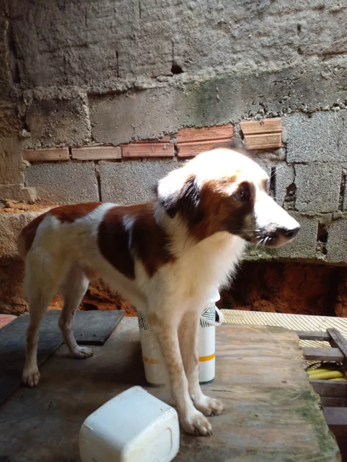 Cachorro ra a  idade 1 ano nome Zangado 