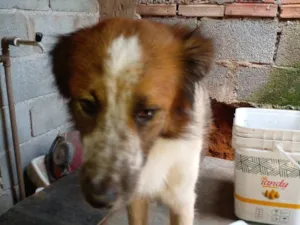 Cachorro raça  idade 1 ano nome Zangado 