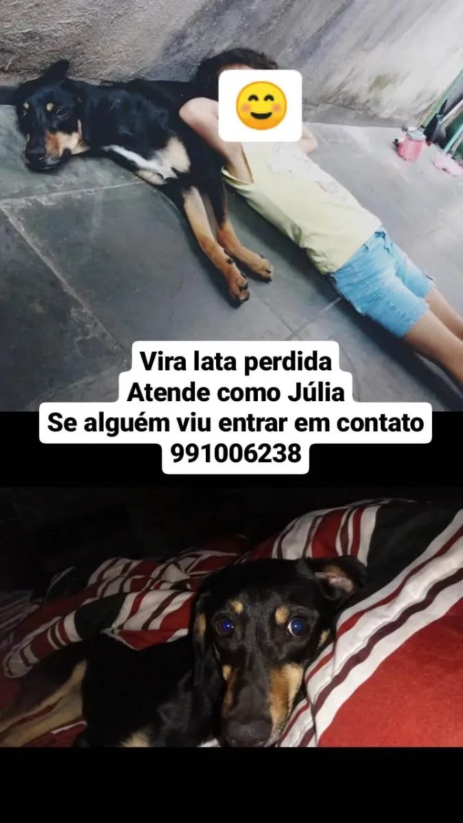 Cachorro ra a SRD-ViraLata idade 2 anos nome Julia