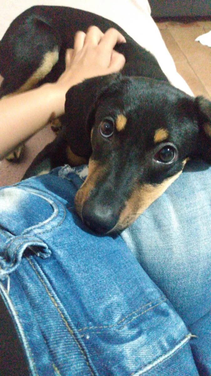 Cachorro ra a SRD-ViraLata idade 2 anos nome Julia