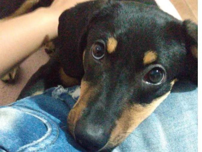 Cachorro ra a SRD-ViraLata idade 2 anos nome Julia