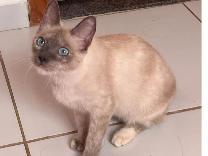 Gato ra a SRD-ViraLata idade 2 a 6 meses nome Yara