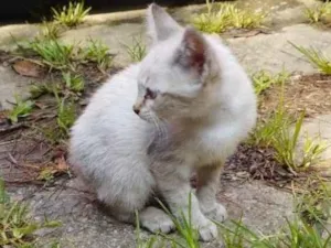 Gato raça SRD-ViraLata idade 2 a 6 meses nome Branquinha 