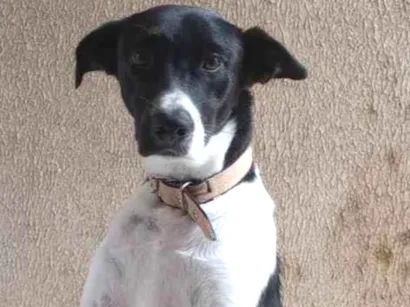 Cachorro raça SRD-ViraLata idade 7 a 11 meses nome Judite 