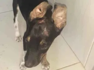 Cachorro raça Vira lata idade 2 a 6 meses nome Neguinhas