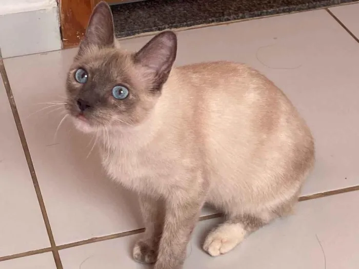 Gato ra a SRD-ViraLata idade 2 a 6 meses nome Yara