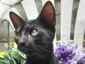 Gato raça SRD-ViraLata idade 2 a 6 meses nome Gato Preto