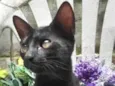 Gato Preto