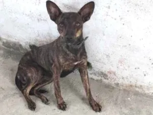 Cachorro raça Outra  idade 1 ano nome Meg