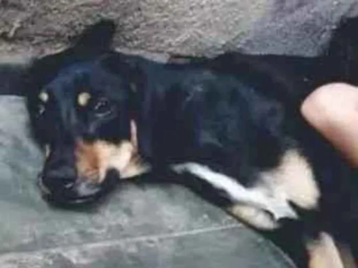 Cachorro ra a SRD-ViraLata idade 2 anos nome Julia