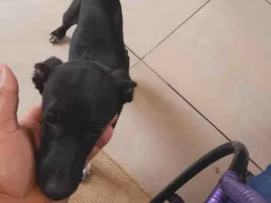 Cachorro raça SRD-ViraLata idade 2 a 6 meses nome Não tem 