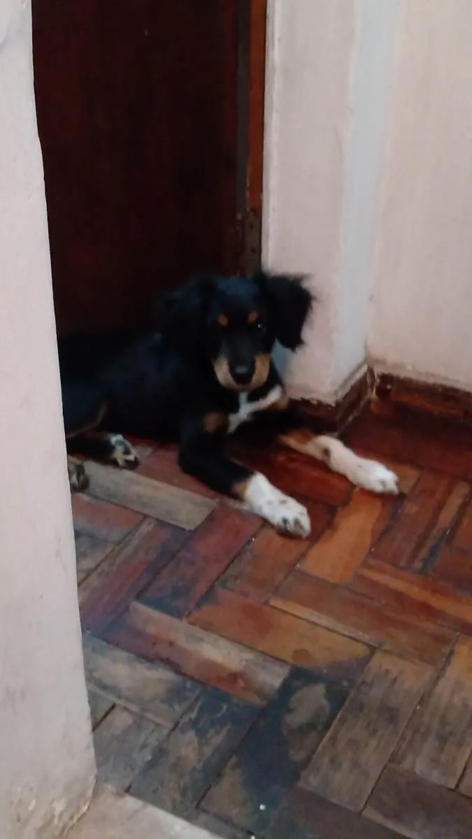 Cachorro raça Indefinida  idade 2 a 6 meses nome Aaron