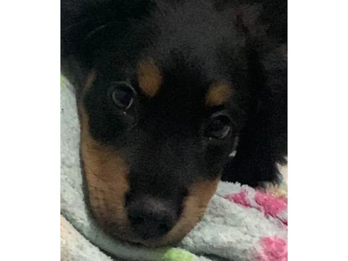 Cachorro raça Indefinida  idade 2 a 6 meses nome Aaron