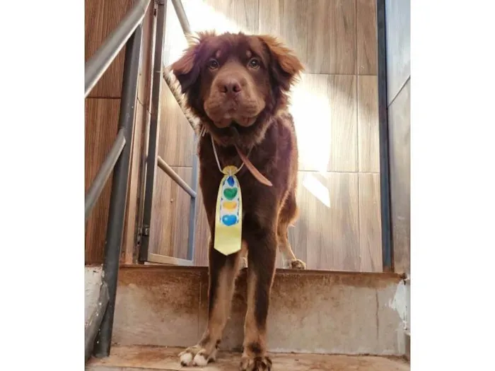 Cachorro raça Lavrador retriever  idade 7 a 11 meses nome Loki