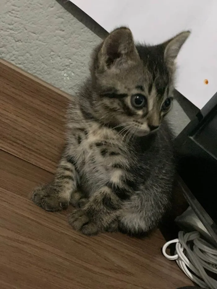 Gato ra a SRD-ViraLata idade Abaixo de 2 meses nome Sem nome