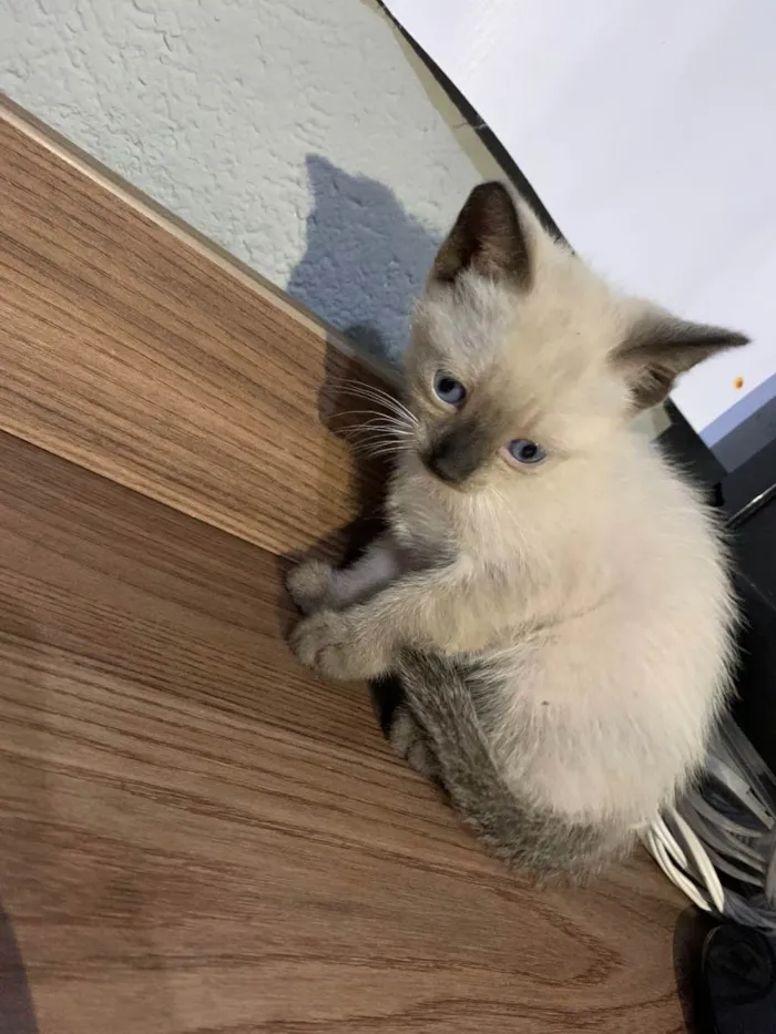 Gato ra a Siamês idade Abaixo de 2 meses nome Sem nome