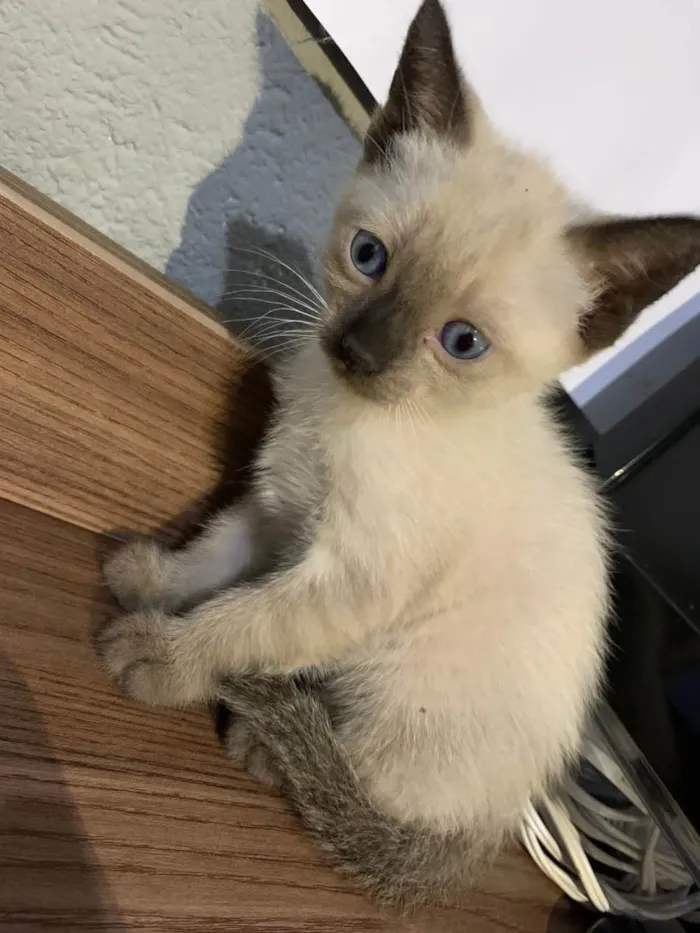 Gato ra a Siamês idade Abaixo de 2 meses nome Sem nome