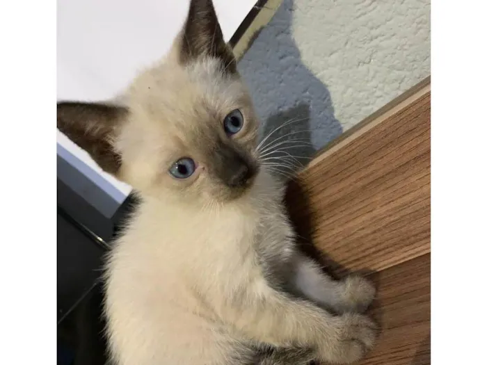 Gato ra a Siamês idade Abaixo de 2 meses nome Sem nome