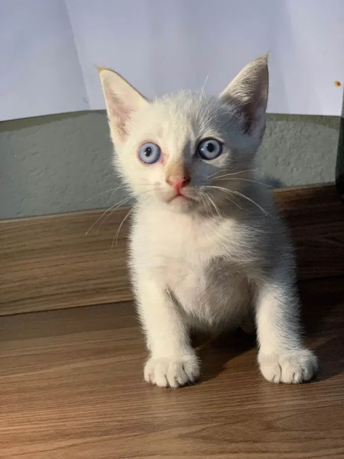 Gato raça SRD-ViraLata idade Abaixo de 2 meses nome Sem nome