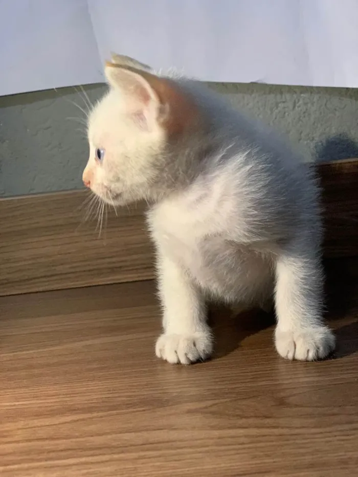 Gato raça SRD-ViraLata idade Abaixo de 2 meses nome Sem nome