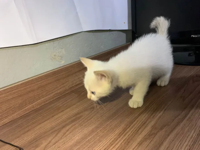 Gato raça SRD-ViraLata idade Abaixo de 2 meses nome Sem nome