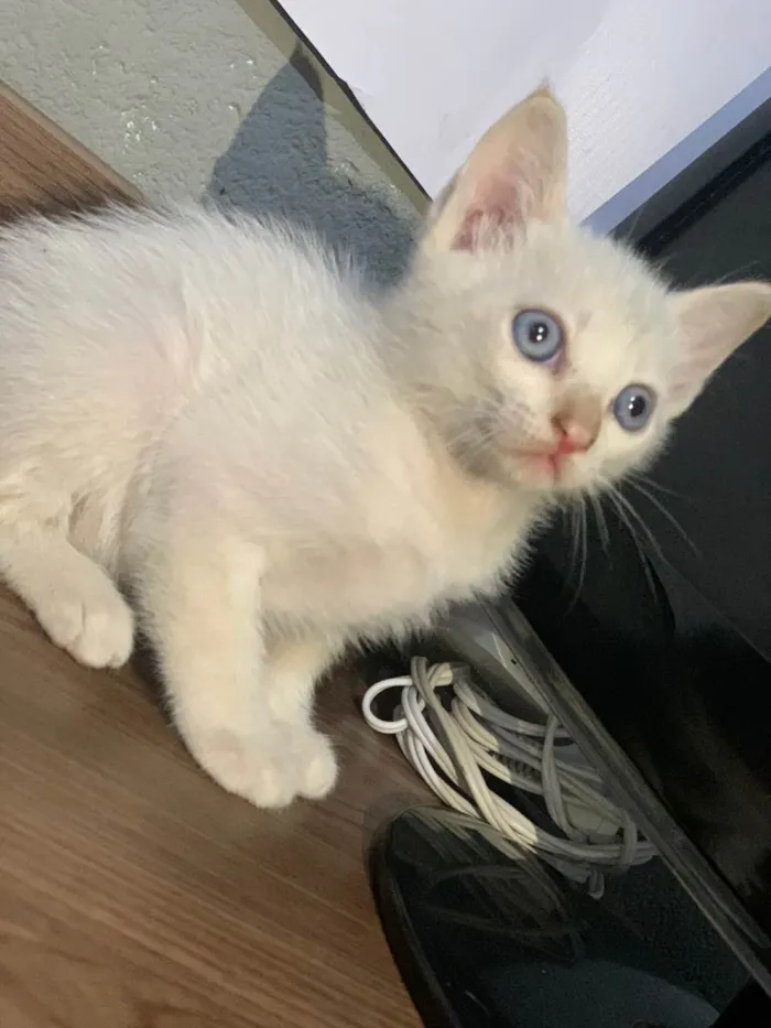 Gato raça SRD-ViraLata idade Abaixo de 2 meses nome Sem nome