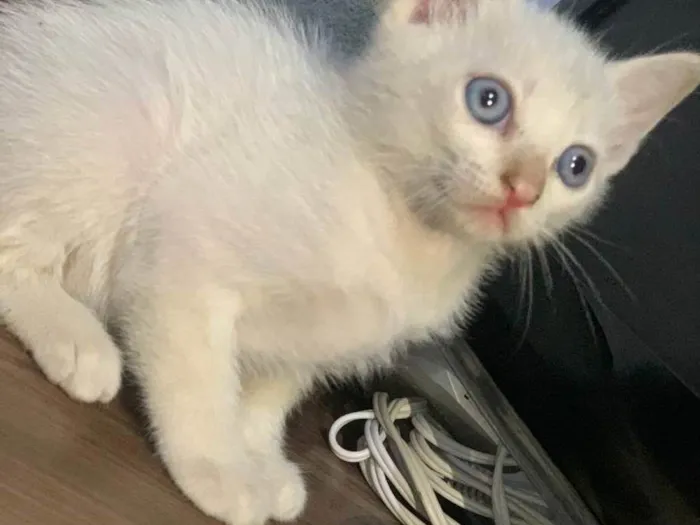 Gato raça SRD-ViraLata idade Abaixo de 2 meses nome Sem nome