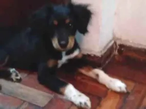 Cachorro raça Indefinida  idade 2 a 6 meses nome Aaron