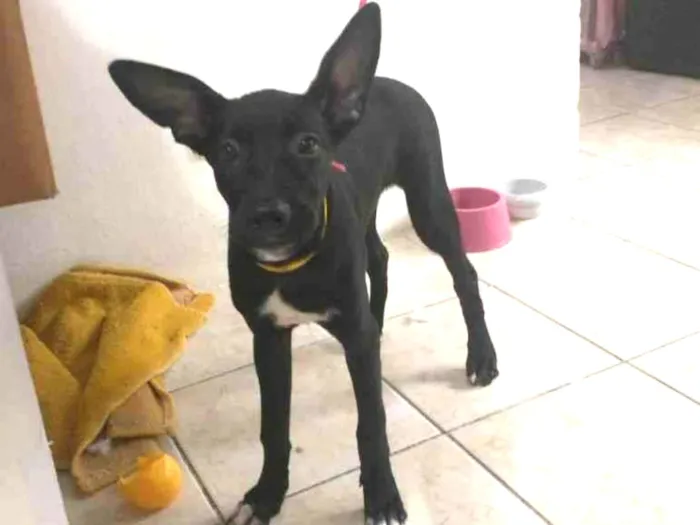 Cachorro ra a SRD-ViraLata idade 2 a 6 meses nome Amora