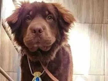 Cachorro raça Lavrador retriever  idade 7 a 11 meses nome Loki