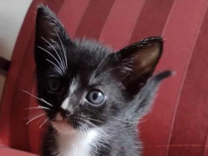 Gato raça Frajolinha idade Abaixo de 2 meses nome Thor