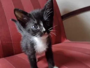 Gato raça Frajolinha idade Abaixo de 2 meses nome Thor