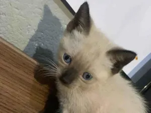 Gato raça Siamês idade Abaixo de 2 meses nome Sem nome