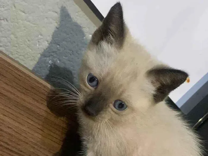 Gato ra a Siamês idade Abaixo de 2 meses nome Sem nome