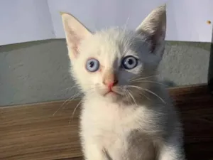 Gato raça SRD-ViraLata idade Abaixo de 2 meses nome Sem nome