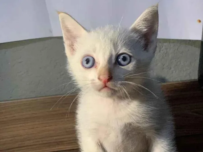 Gato raça SRD-ViraLata idade Abaixo de 2 meses nome Sem nome
