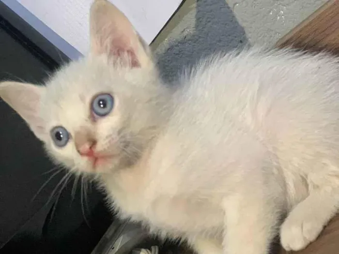 Gato raça SRD-ViraLata idade Abaixo de 2 meses nome Sem nome