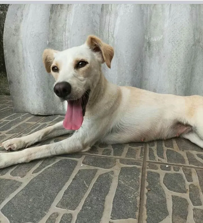 Cachorro raça  idade 2 anos nome Jujuba