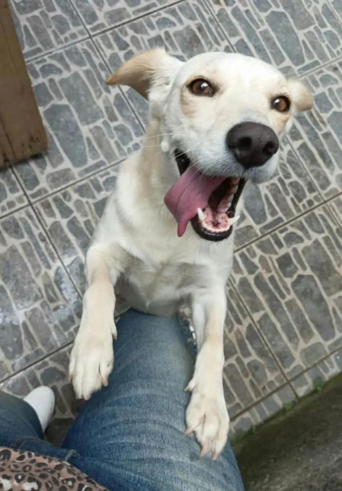 Cachorro raça  idade 2 anos nome Jujuba