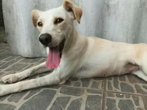 Cachorro raça  idade 2 anos nome Jujuba