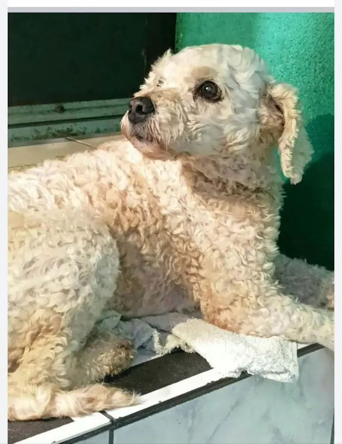 Cachorro raça Poodle idade 3 anos nome Dori