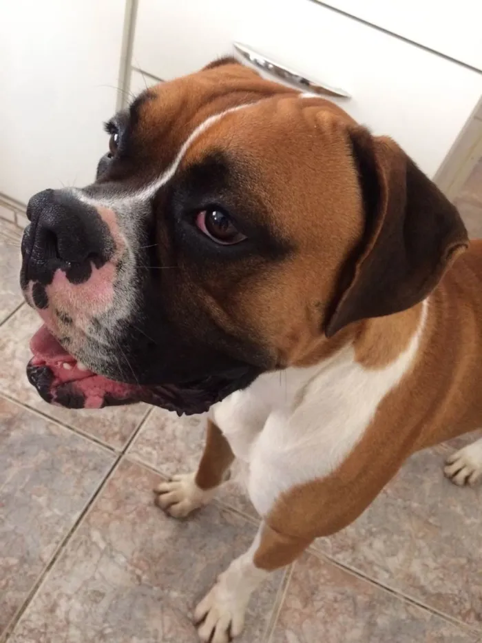 Cachorro ra a Boxer idade 5 anos nome Darwin