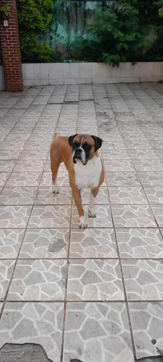 Cachorro ra a Boxer idade 5 anos nome Darwin