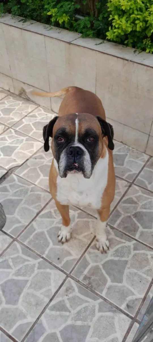 Cachorro ra a Boxer idade 5 anos nome Darwin