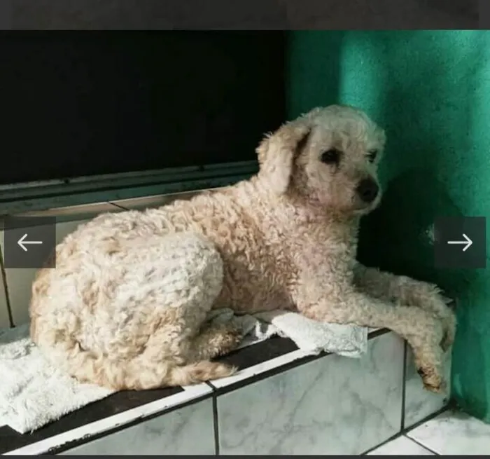 Cachorro raça Poodle idade 3 anos nome Dori