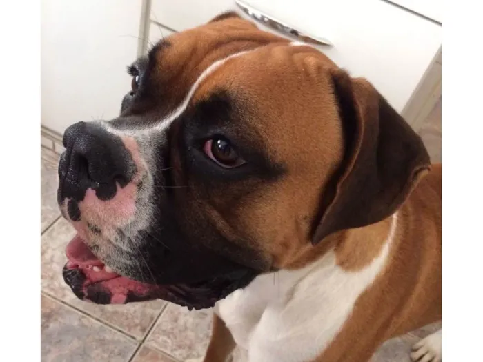 Cachorro ra a Boxer idade 5 anos nome Darwin