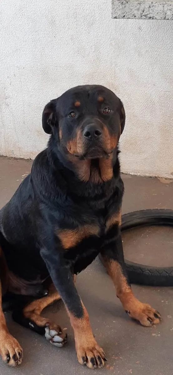 Cachorro ra a Rottweiler idade 4 anos nome MAX